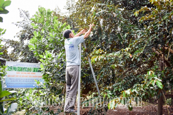 Đưa trái cây Sóc Trăng “vươn tầm bay xa”