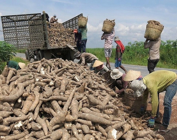 Xuất khẩu sắn và sản phẩm sắn sang thị trường Trung Quốc giảm tốc