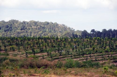 Chuyển mục đích sử dụng đất cần phải bảo đảm phù hợp quy hoạch, kế hoạch hàng năm