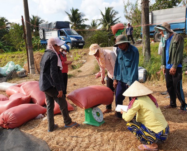 Giá lúa ở ĐBSCL giảm nhẹ do doanh nghiệp hạn chế thu mua