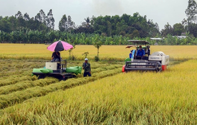 Vụ lúa Đông xuân thắng lợi