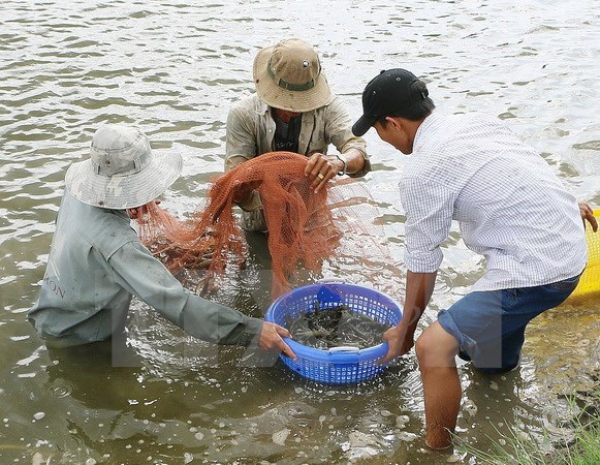 Thu bạc tỷ từ nuôi tôm siêu thâm canh công nghệ cao