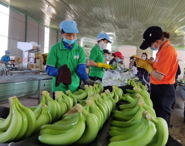 Trung Quốc giảm mua chuối, Hoàng Anh Gia Lai “hụt” lãi