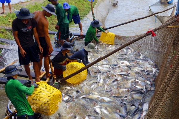 Dự báo thị trường xuất khẩu thủy sản sẽ tăng trong những tháng cuối năm