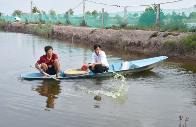 Triển khai mô hình sinh kế tôm càng xanh toàn đực