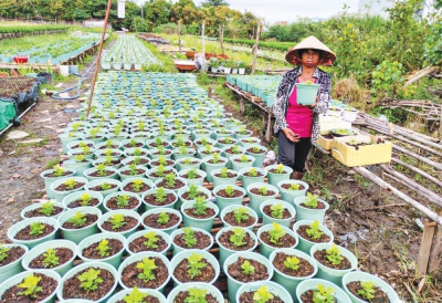 Nông dân xuống giống nhiều loại hoa kiểng phục vụ thị trường Tết