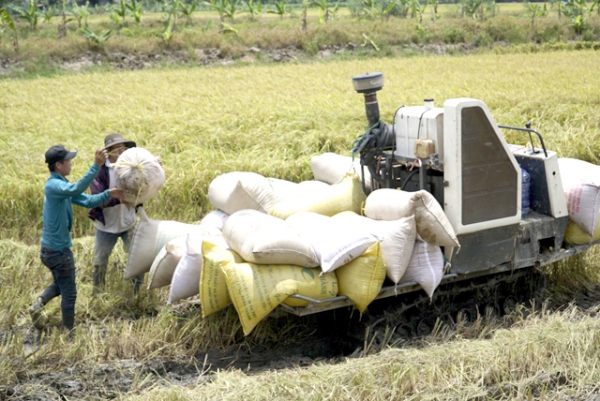 Lúa thu đông trúng mùa, được giá nông dân phấn khởi