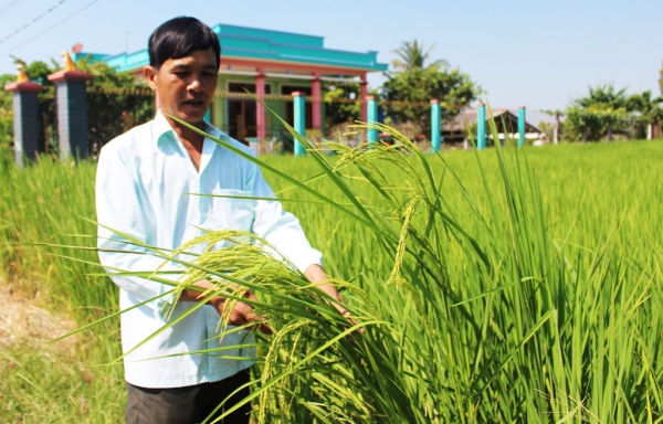 Lúa Nàng thơm Chợ Đào chuẩn bị vào mùa thu hoạch