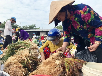 Củ kiệu giá giảm, sức mua cao