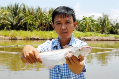 Nuôi cá bông lau trong ao đất