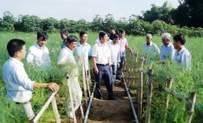 Triển vọng cây măng tây xanh