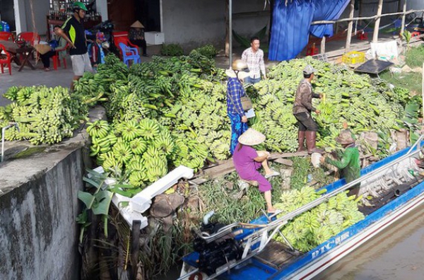 ĐBSCL: Giá chuối tăng cao