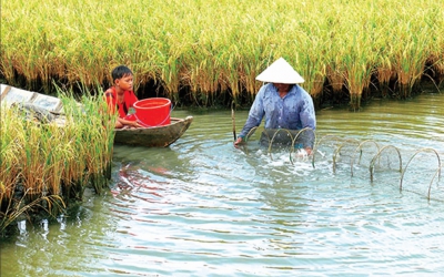 ĐBSCL: Tìm cách gỡ khó cho mô hình sản xuất tôm - lúa