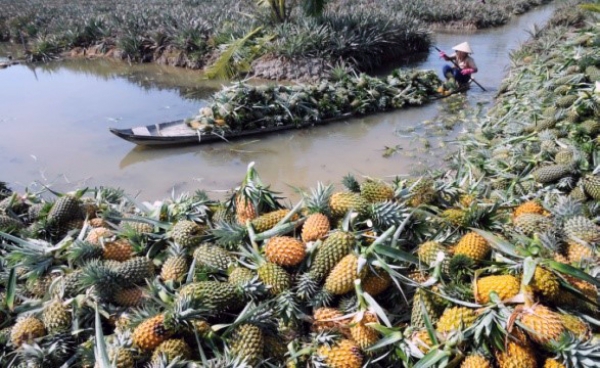 Hậu Giang mời gọi trải nghiệm khám phá thiên nhiên