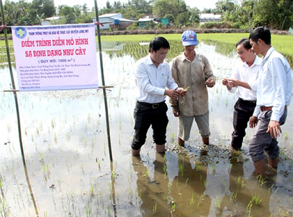 Huyện Long Mỹ: Thực hiện thí điểm mô hình sạ định vị như cấy