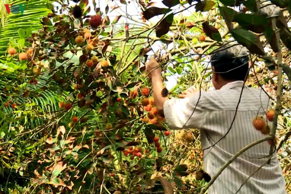 Nhà vườn trồng chôm chôm ở Trà Vinh thiệt hại kép do hạn mặn