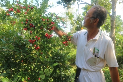 Cây cho chùm trái nhỏ màu hồng, vừa ngọt vừa chua, chuộng làm kiểng