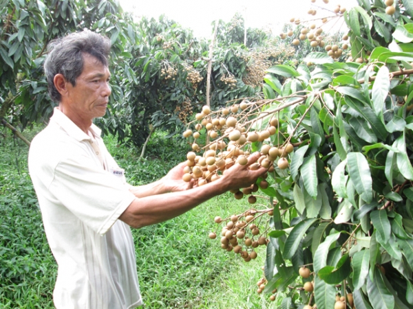 Giá nhãn giảm mạnh