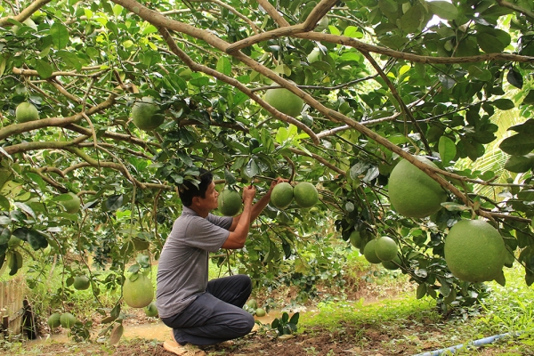 Giải pháp phát triển cây ăn trái đáp ứng thị trường xuất khẩu cho các tỉnh, thành phía Nam