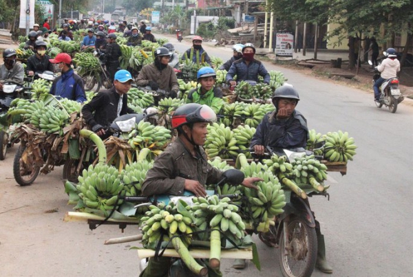 Mất trắng vì thuê đất trồng chuối ở nước bạn