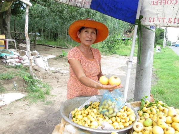 An Giang: Dân Bảy Núi trồng thị xen cây ăn trái, thu 200.000 đ/ngày