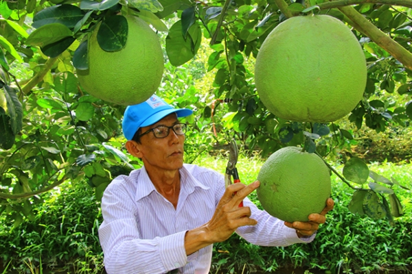 Bưởi da xanh chưng Tết tăng giá