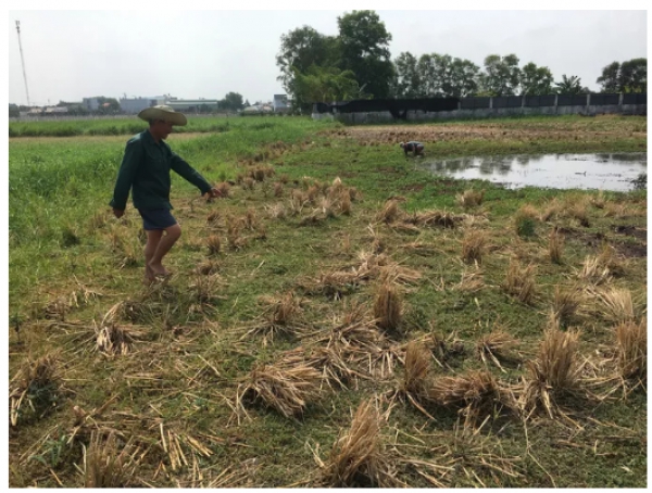 Sau cơn mưa lớn, một người dân đi bắt cua bị sét đánh chết