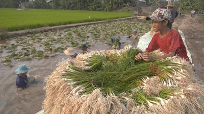 Kiệu giống tăng giá