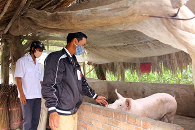 Khôi phục chăn nuôi theo hướng an toàn