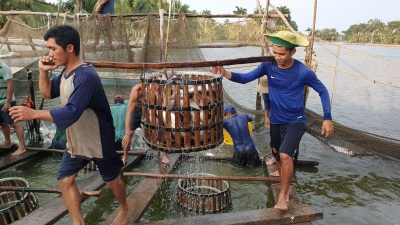 Khẳng định chất lượng, tạo niềm tin cho sản phẩm thủy sản