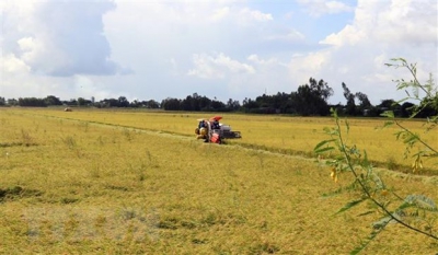 Cấp chứng nhận đăng ký nhãn hiệu &#039;&#039;Lúa sinh thái Cà Mau&#039;&#039;