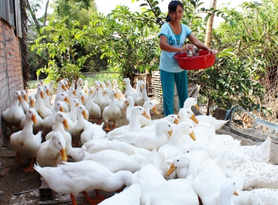 Tái đàn chăn nuôi gắn với phòng, chống dịch bệnh