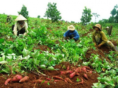 Bí thư chi bộ thôn đánh phụ nữ tại ruộng chỉ vì… chiếc búa