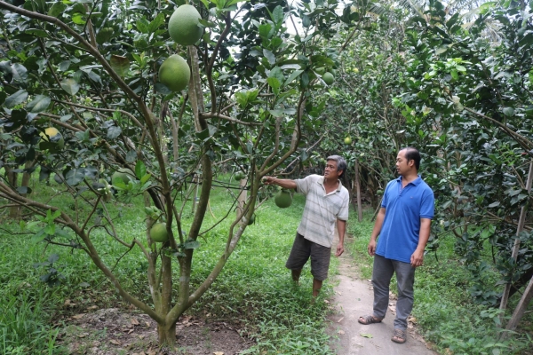 Nhà vườn trồng bưởi da xanh kém vui vì giá thấp