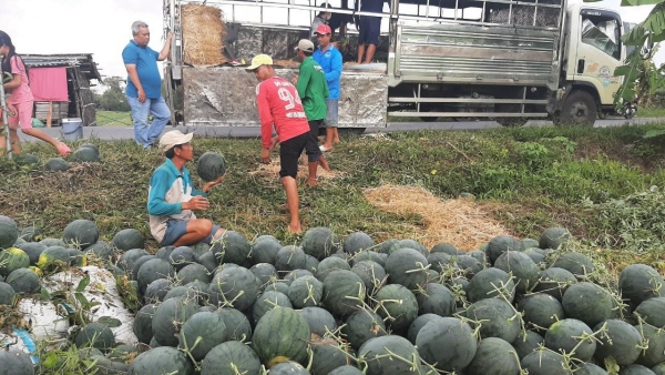 Nông dân Bạc Liêu phấn khởi vì được mùa dưa hấu tết