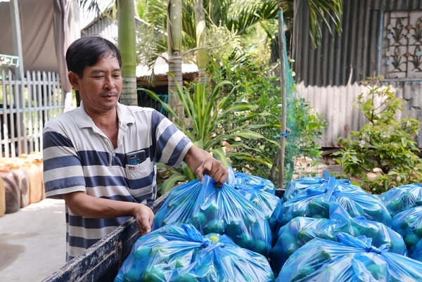 Trồng chanh không hạt lãi trên 100 triệu đồng/ha/năm