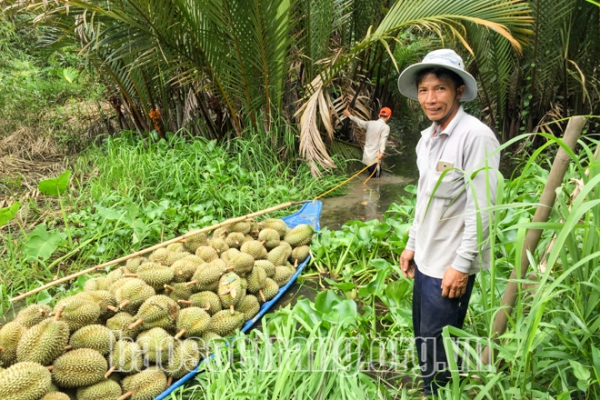 Sầu riêng đầu mùa trúng giá