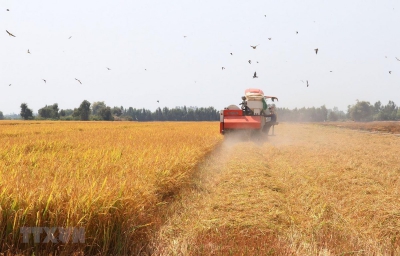 Giá lúa tại Đồng bằng sông Cửu Long liên tục biến động