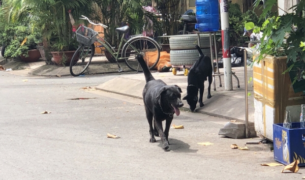 Lại tranh cãi nuôi chó, mèo ở chung cư