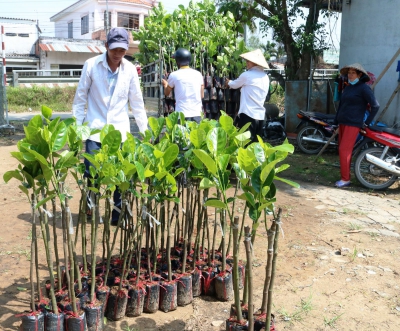 Cây giống mít Thái hút hàng, giá tăng mạnh