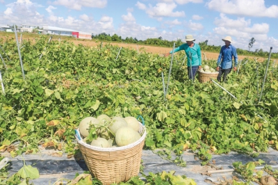 Dưa lưới đa dạng chủng loại, giá giảm mạnh