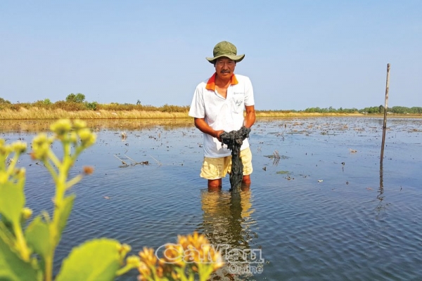 Vào vụ lúa - tôm