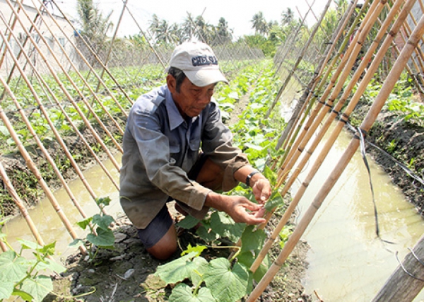 Gần 12.000ha trồng rau màu