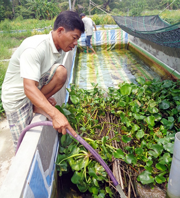 Thành công từ mô hình nhân giống lươn đồng