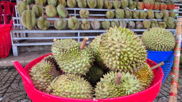 Sầu ri&ecirc;ng rớt gi&aacute; v&igrave; l&yacute; do bất ngờ