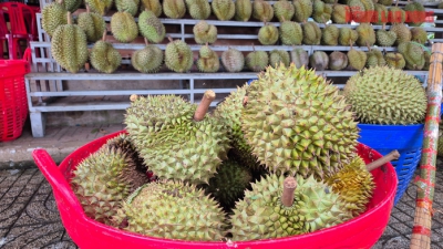 Sầu riêng rớt giá vì lý do bất ngờ