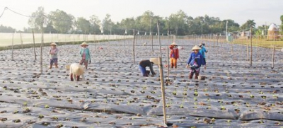 Vĩnh Long: Xuống giống cây màu mới trên đất Long Mỹ