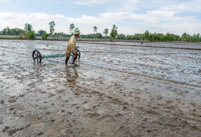 Xuống giống hơn 100ha lúa Đông xuân