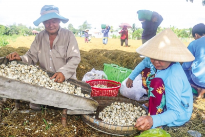 Mô hình trồng nấm rơm &quot;chuyên nghiệp&quot;