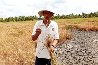 Trà Vinh thiệt hại nặng vì hạn hán và xâm nhập mặn